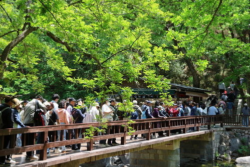 五一 假期前三天 嶗山景區(qū)累計(jì)接待游客超20萬(wàn)人次